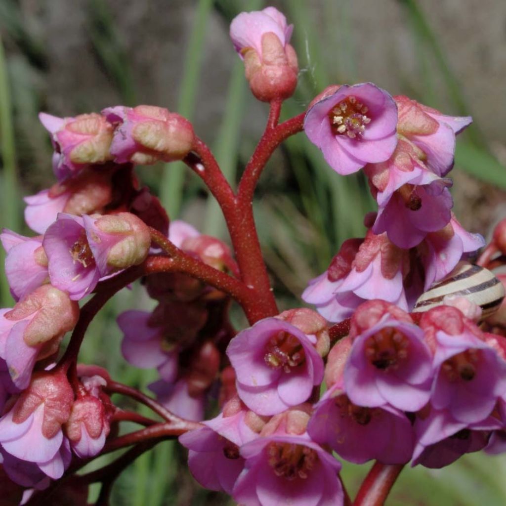 Bergenia schmidtii - Bergenie