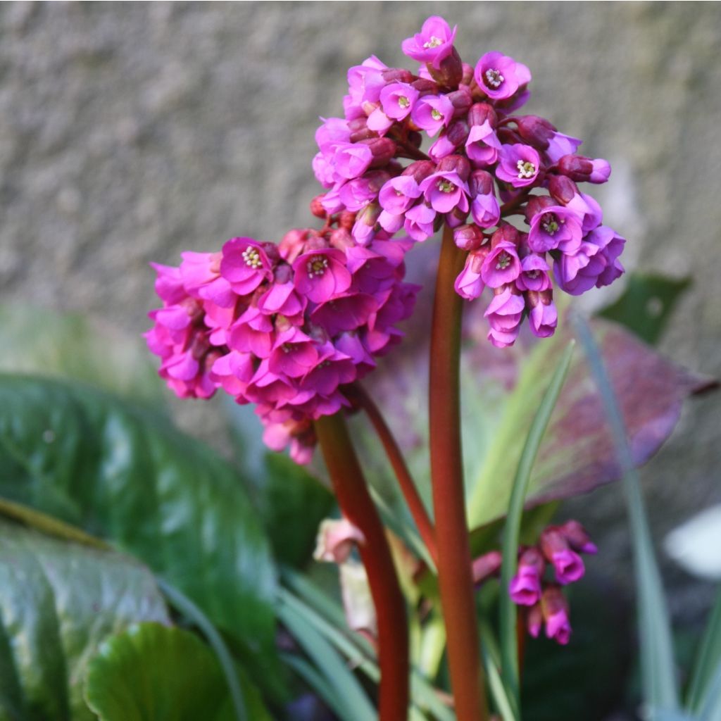 Bergenia purpurascens - Bergenie