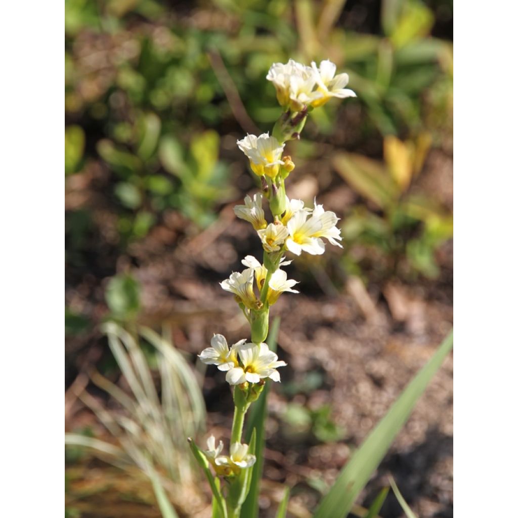 Sisyrinchium striatum - Binsenlilie