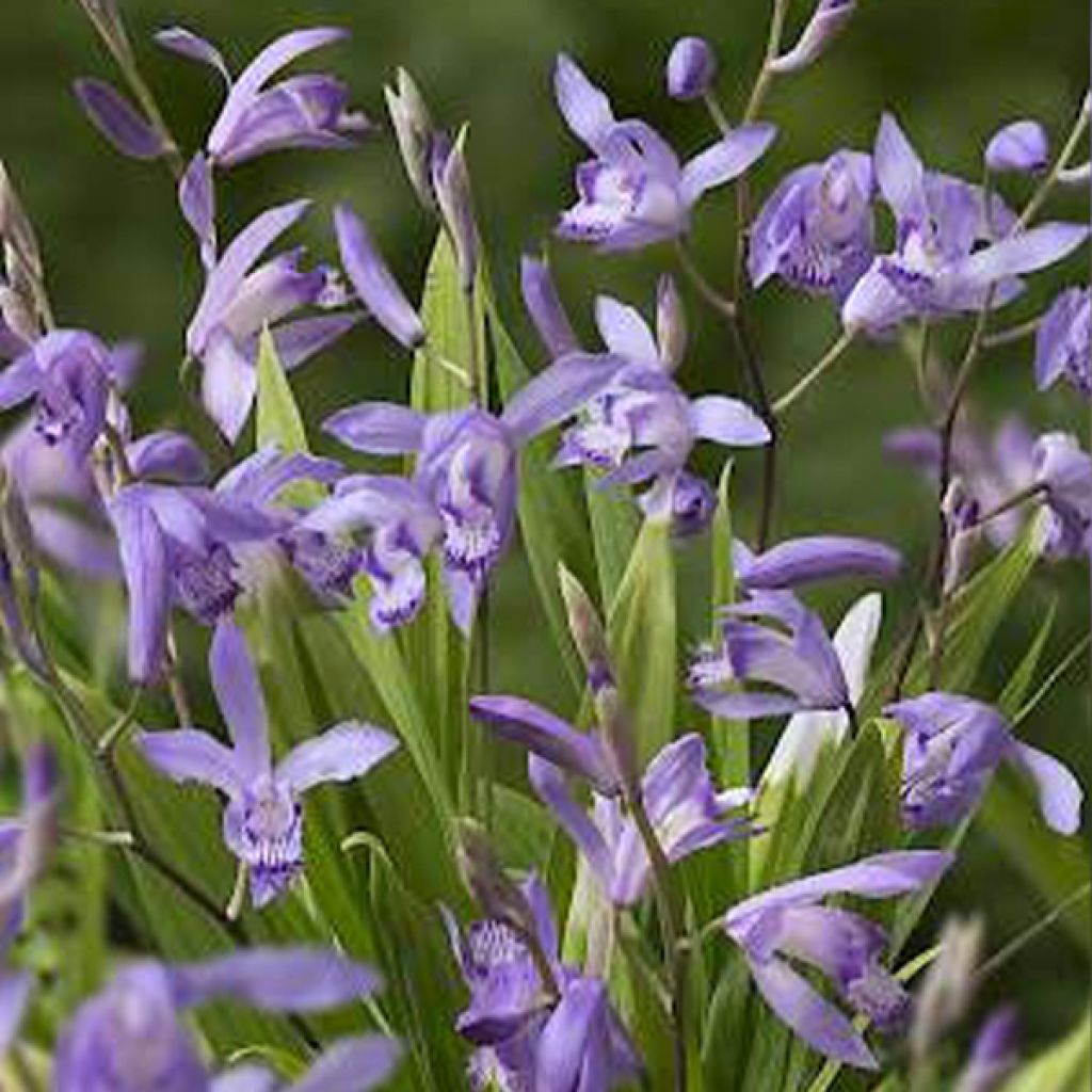 Bletilla striata Blue - Japanorchidee