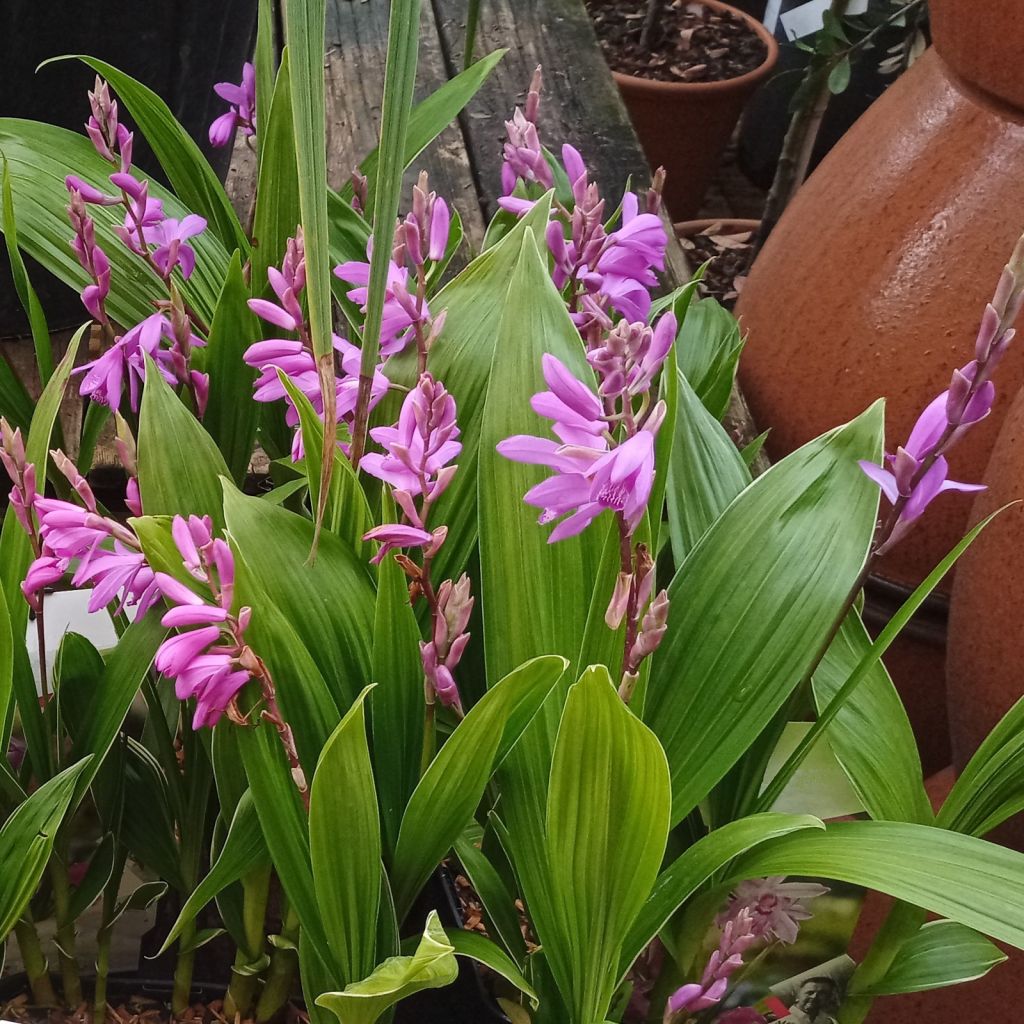 Bletilla striata Pink - Japanorchidee