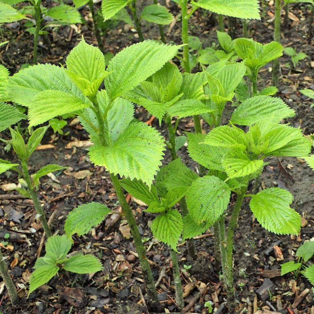 Boehmeria cylindrica - Chinagras