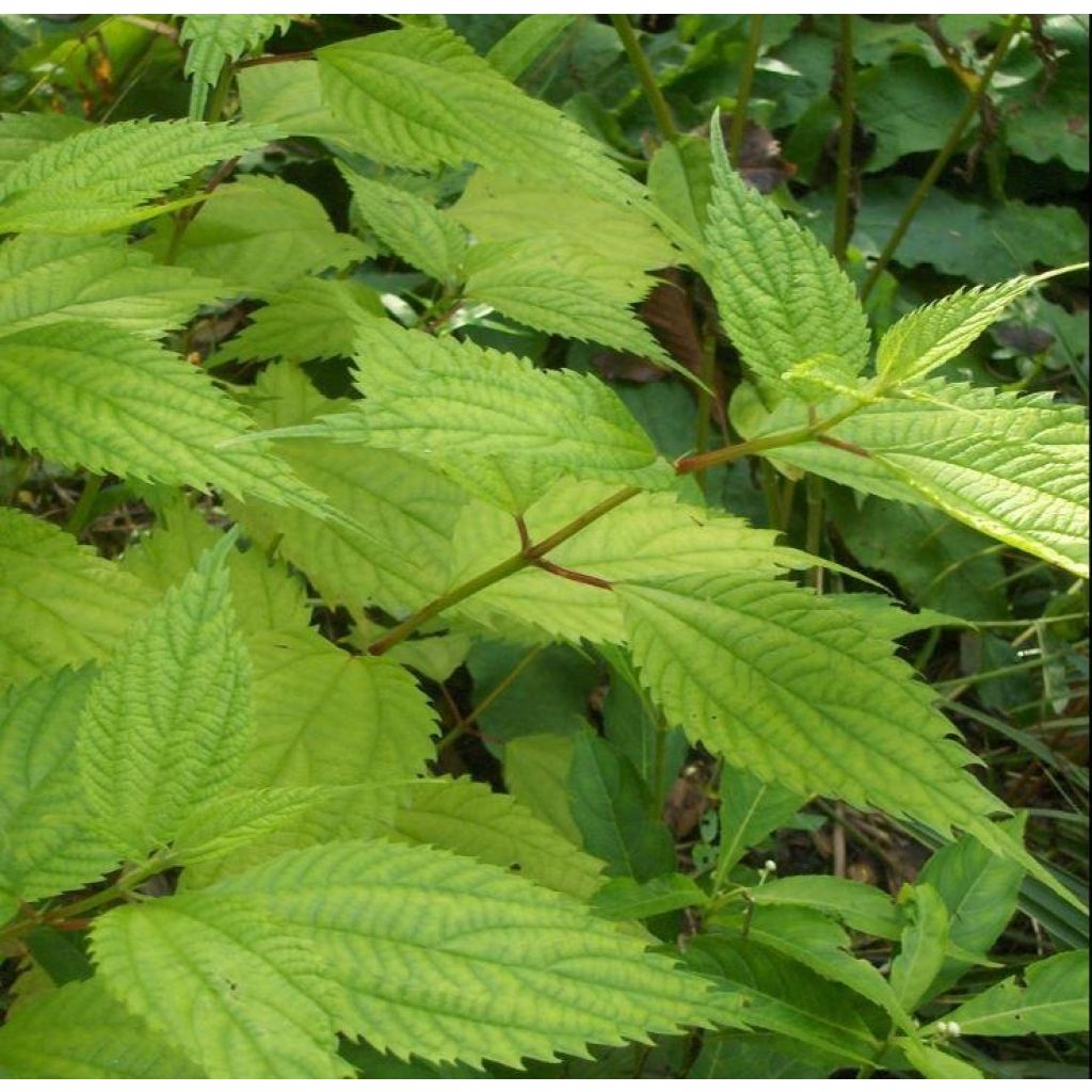 Boehmeria sieboldiana - Chinagras