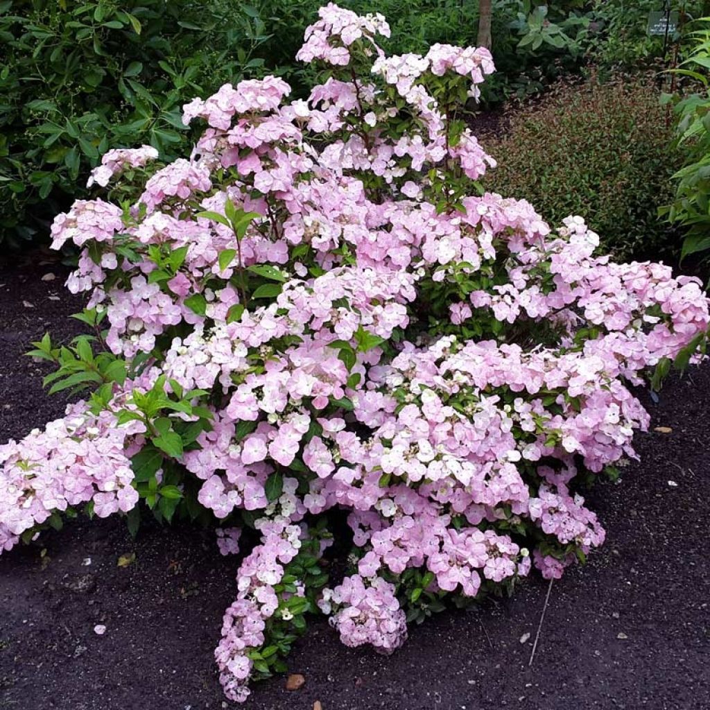 Hydrangea French Bolero - Girlanden-Hortensie