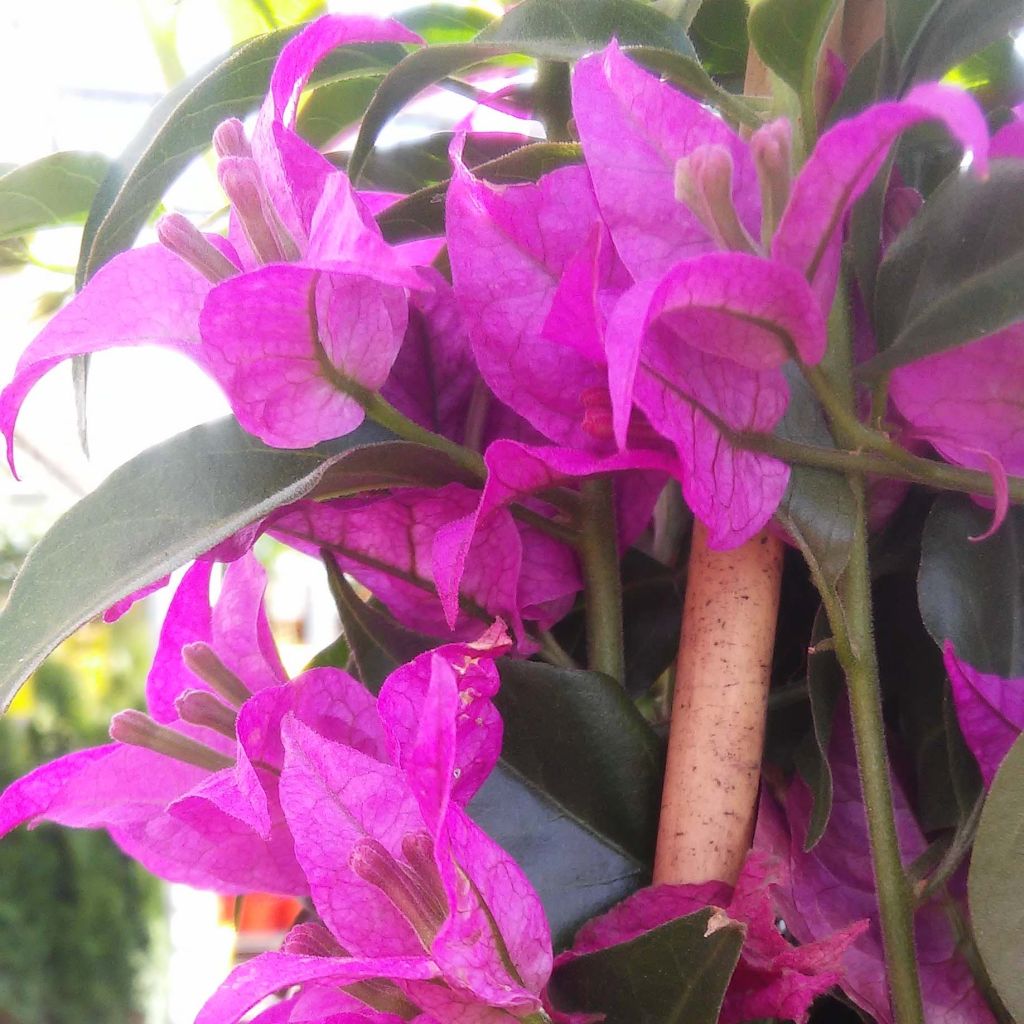 Bougainvillea glabra Sanderiana - Kahle Drillingsblume