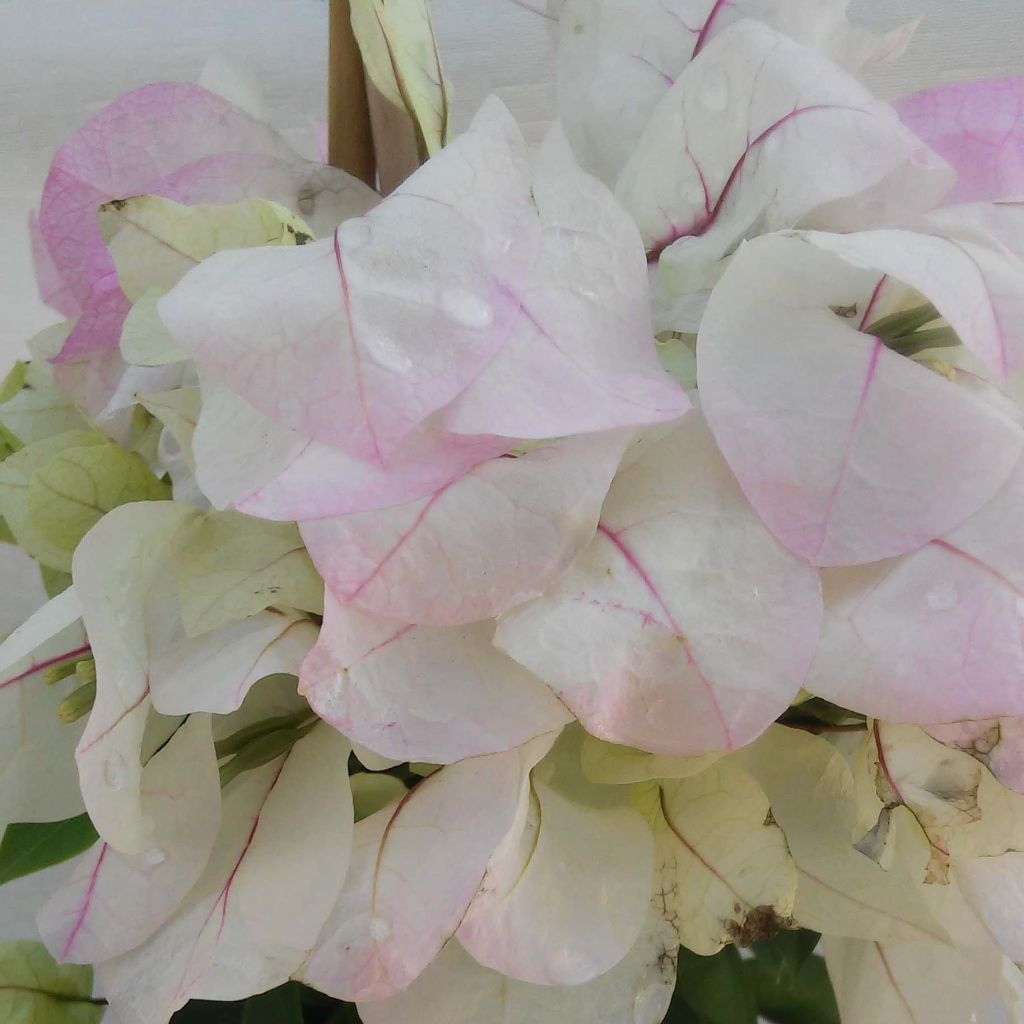 Bougainvillea spectabilis Pink-White - Drillingsblume