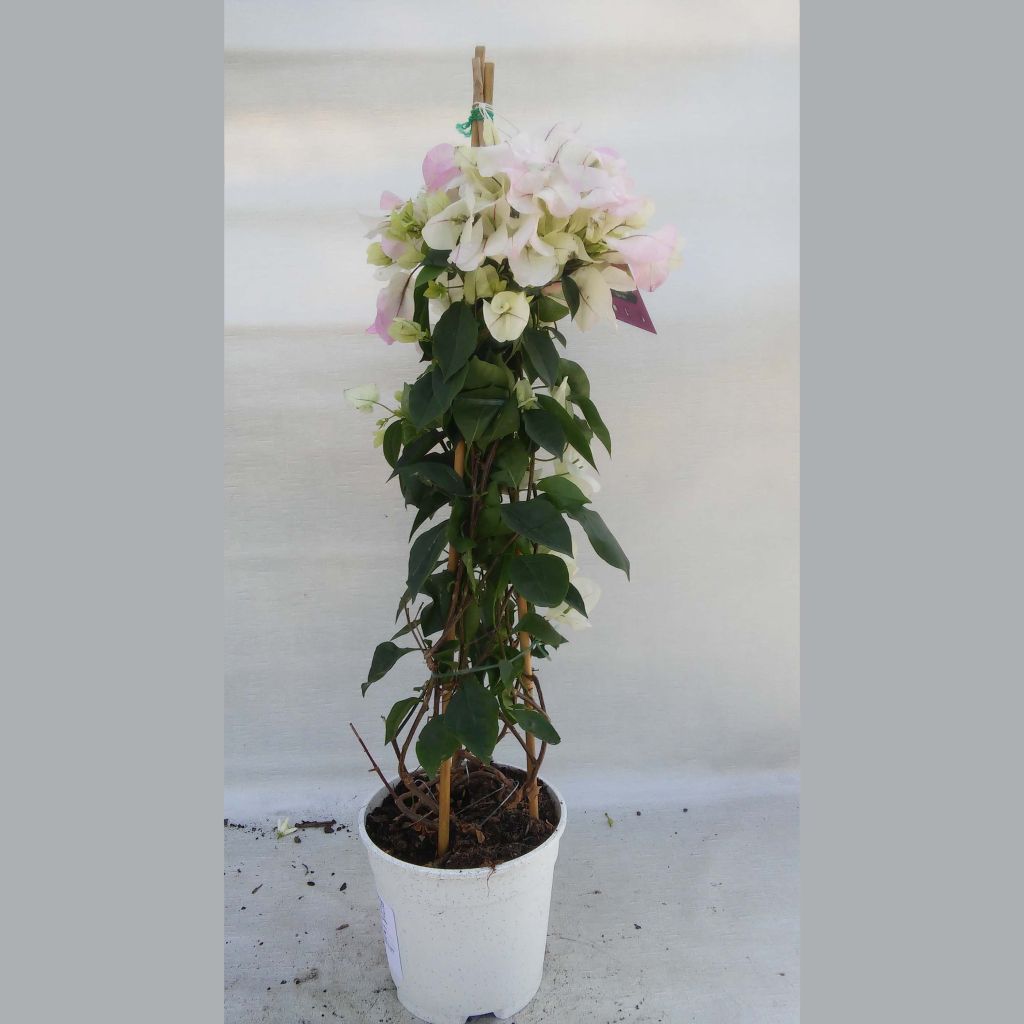 Bougainvillea spectabilis Pink-White - Drillingsblume