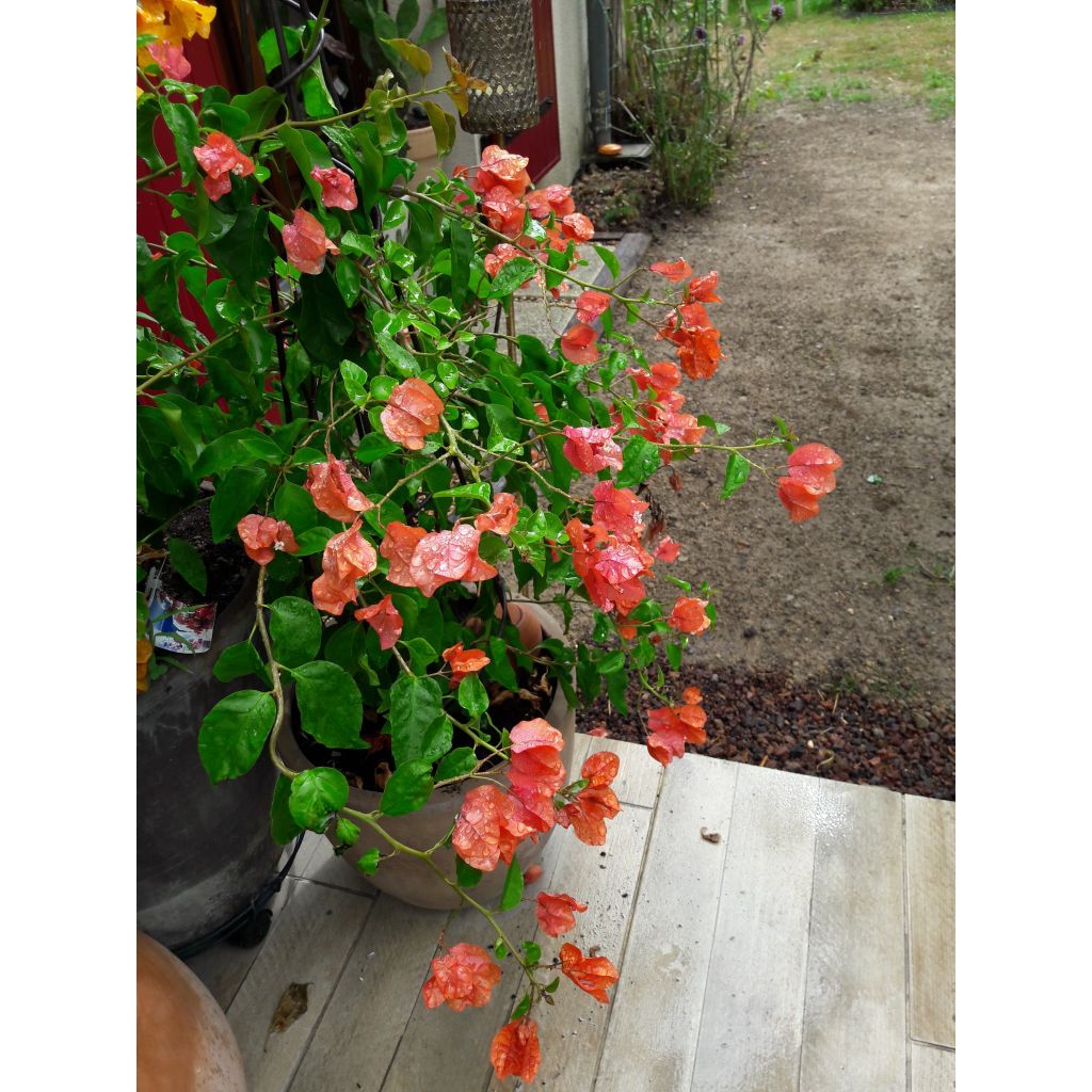 Bougainvillea spectabilis Orange - Drillingsblume