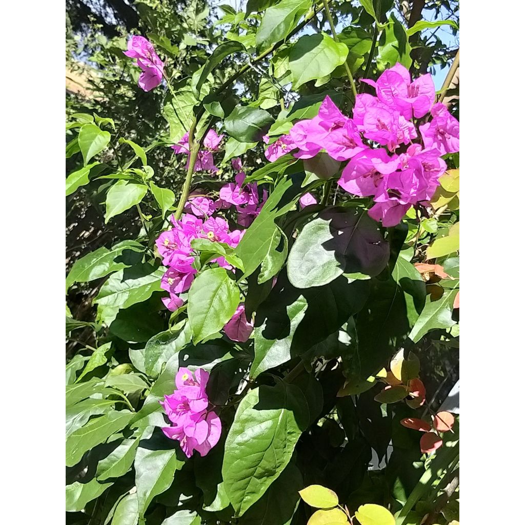 Bougainvillea Violet de mèze - Drillingsblume