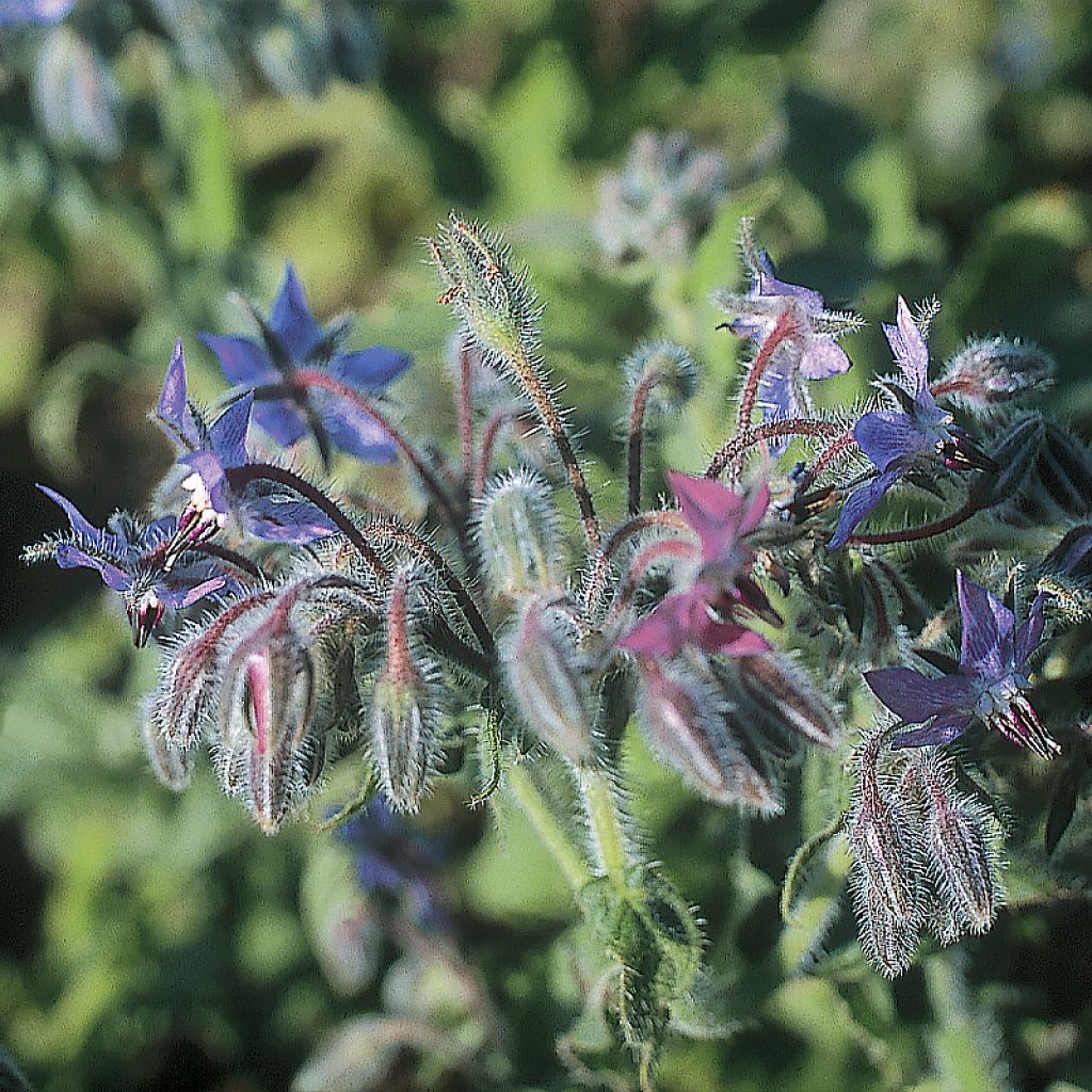 Borretsch Blau Bio - Borago officinalis