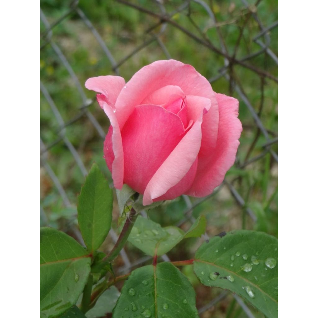 Rosa Queen Elisabeth - Edelrose