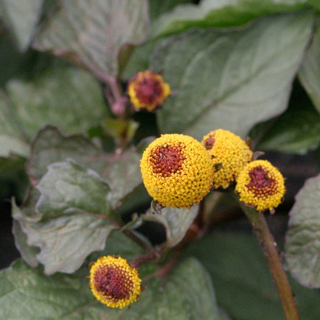 Parakresse Rouge - Spilanthes oleracea