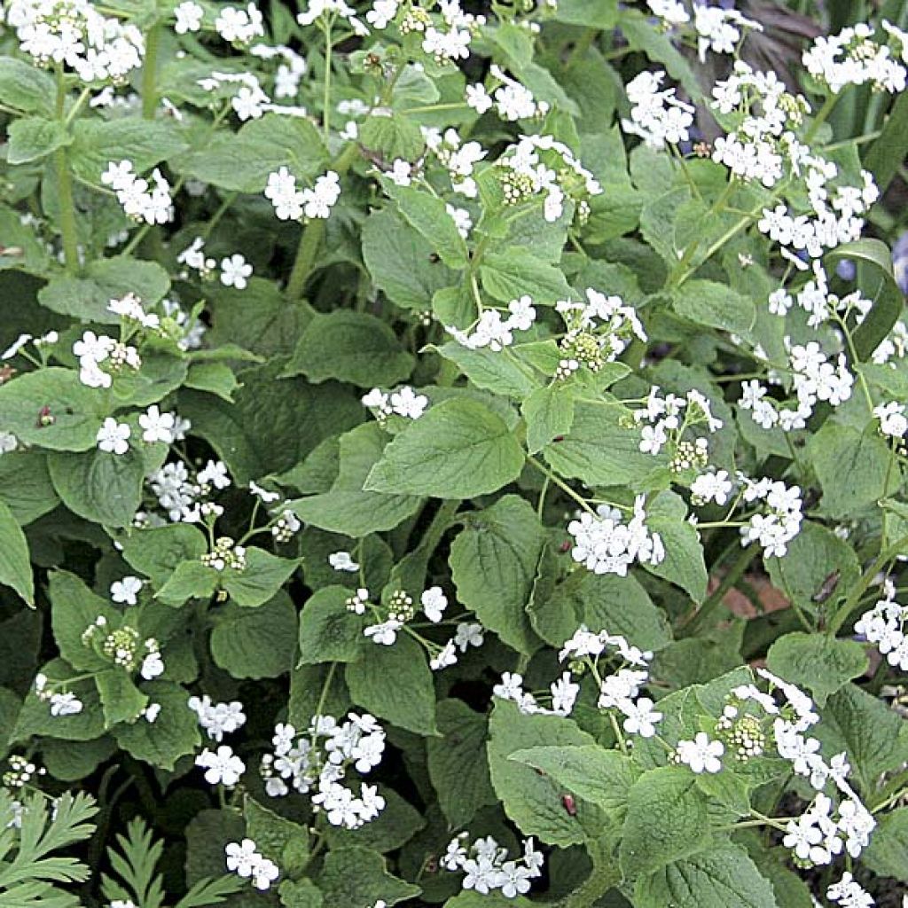 Brunnera macrophylla Betty Bowring, Myosotis du Caucase