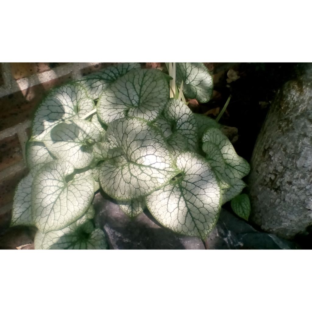 Brunnera macrophylla Jack Frost - Kaukasus-Vergißmeinnicht