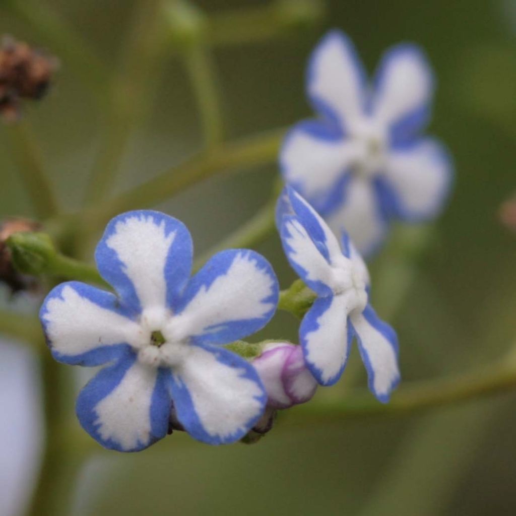 Brunnera macrophylla Starry Eyes - Kaukasus-Vergißmeinnicht