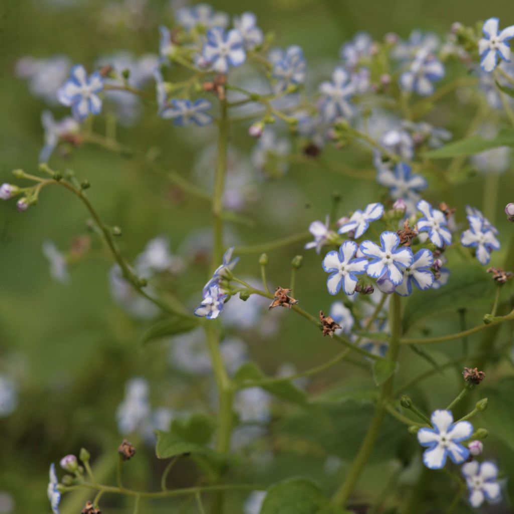 Brunnera macrophylla Starry Eyes - Kaukasus-Vergißmeinnicht