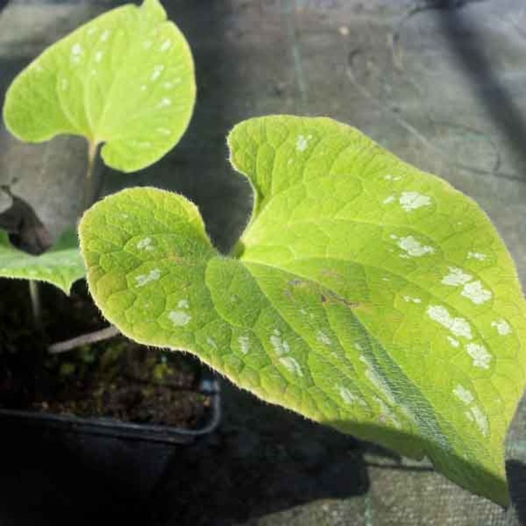 Brunnera macrophylla Silver Wings - Kaukasus-Vergißmeinnicht