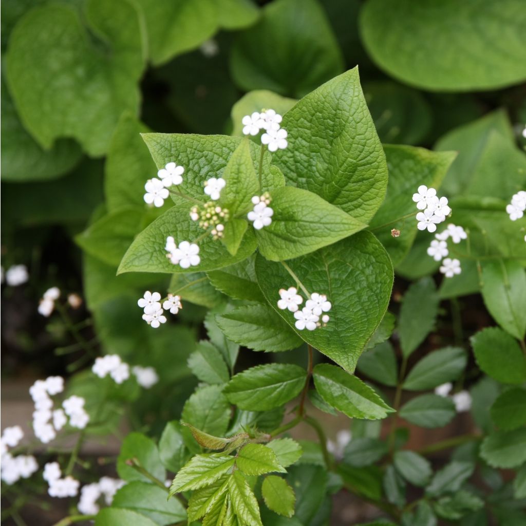 Brunnera macrophylla Betty Bowring - Kaukasus-Vergißmeinnicht