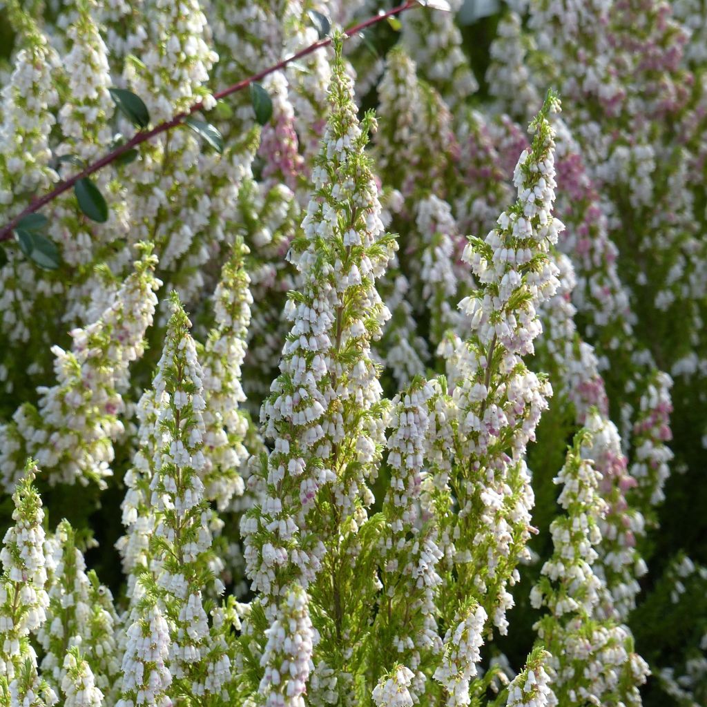 Baum-Heide Great Star Le Vasterival - Erica arborea