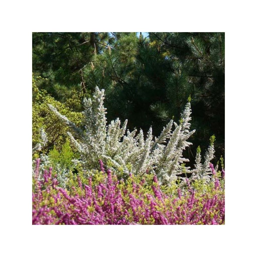 Baum-Heide Pink Joy - Erica arborea