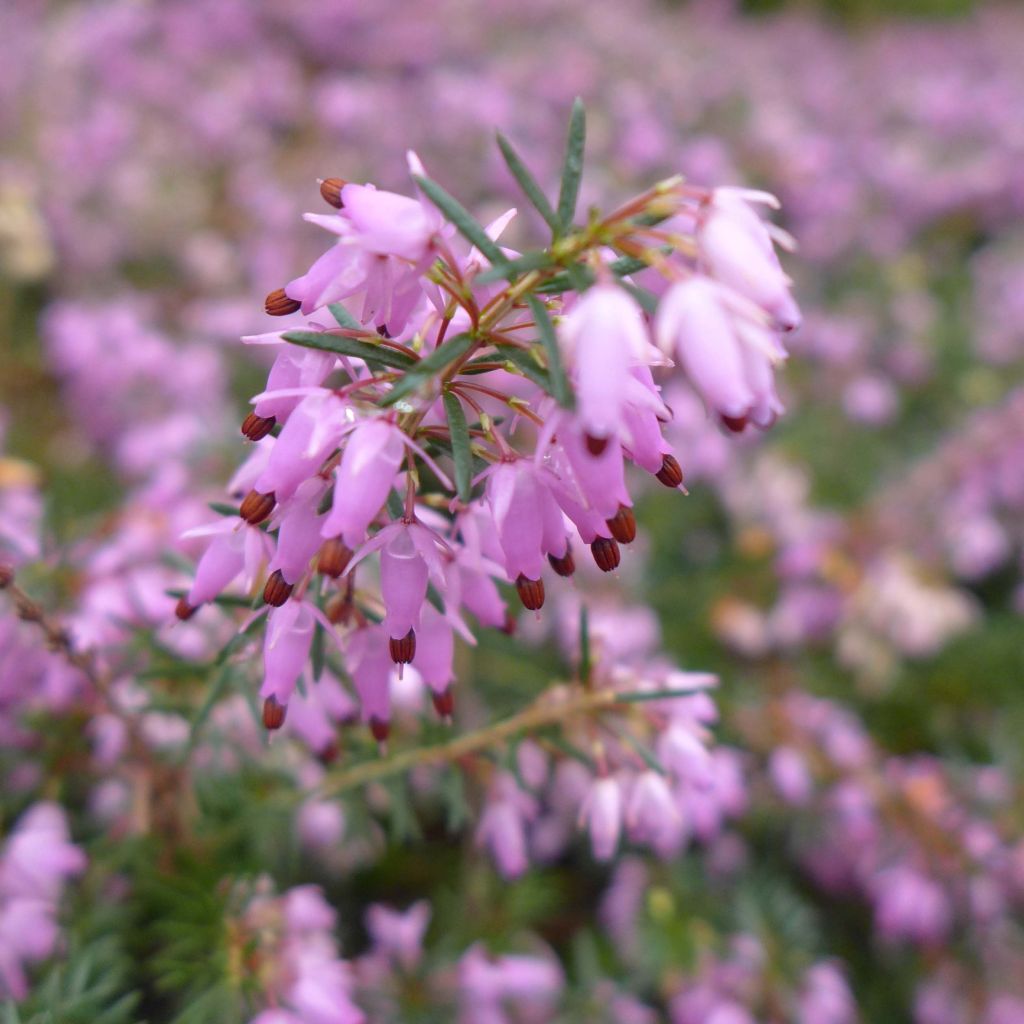 Schnee-Heide December Red - Erica carnea