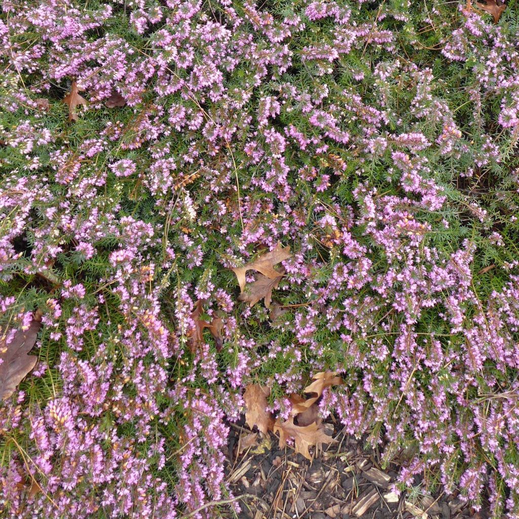 Schnee-Heide December Red - Erica carnea