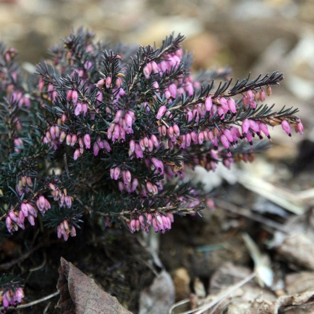 Winterblühende Heide Kramer's Rote - Erica darleyensis