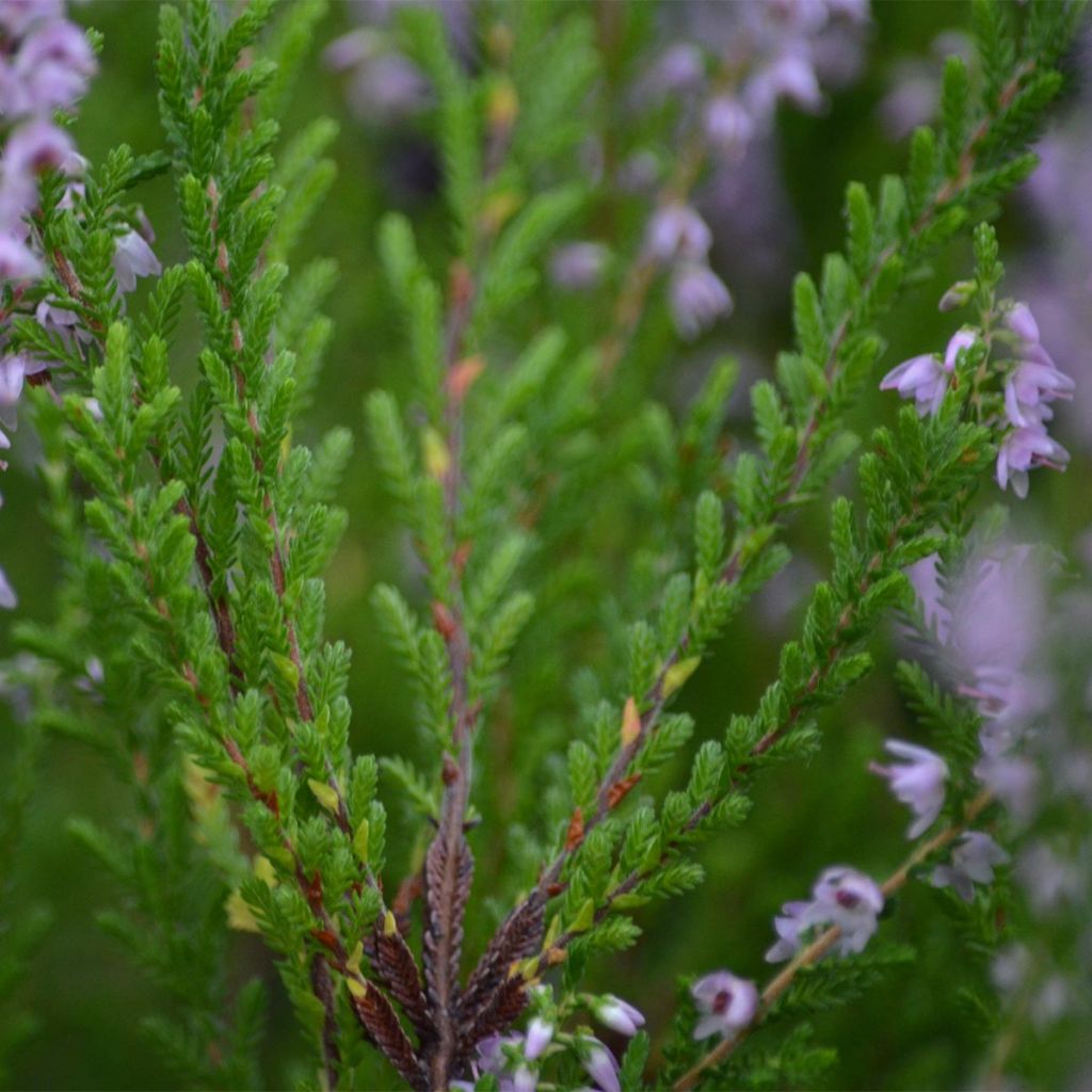 Besenheide Spring Torch - Calluna vulgaris