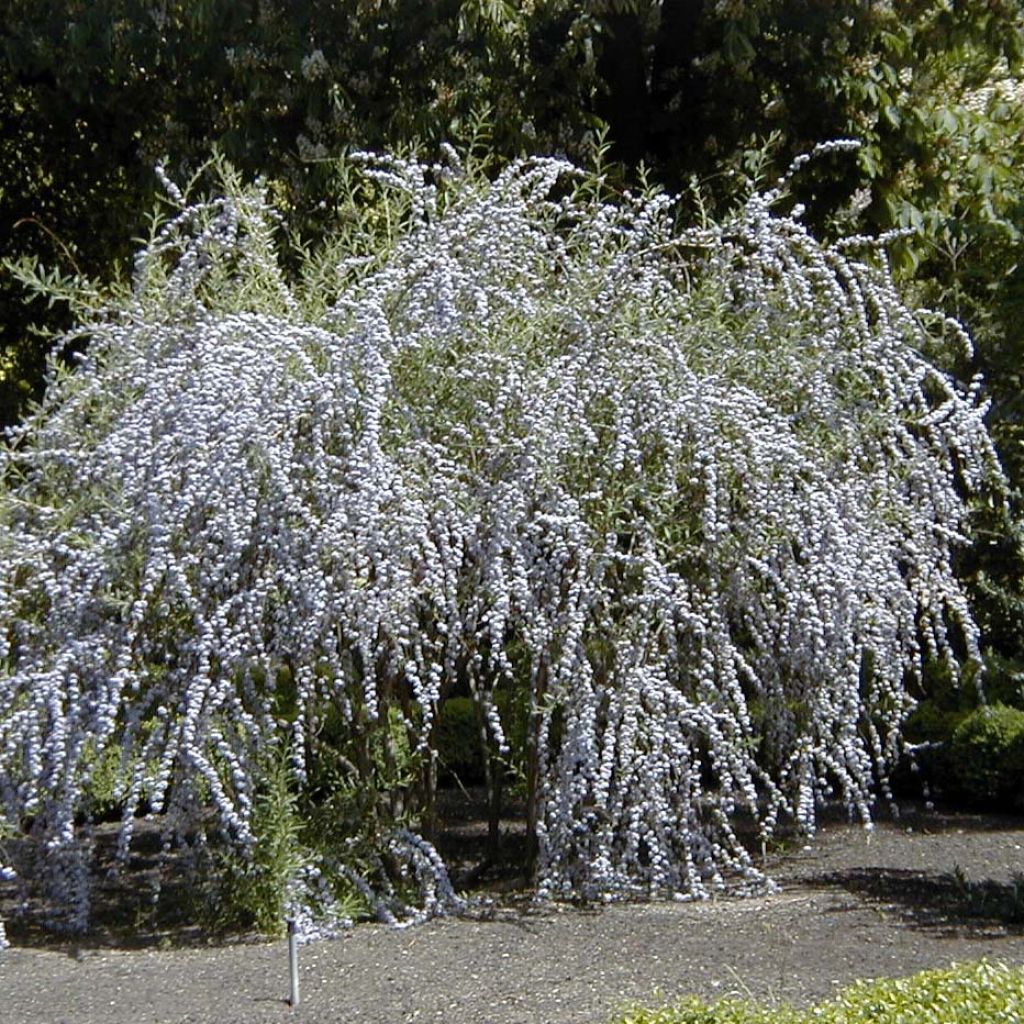 Buddleja alternifolia - Wechselblättriger Sommerflieder