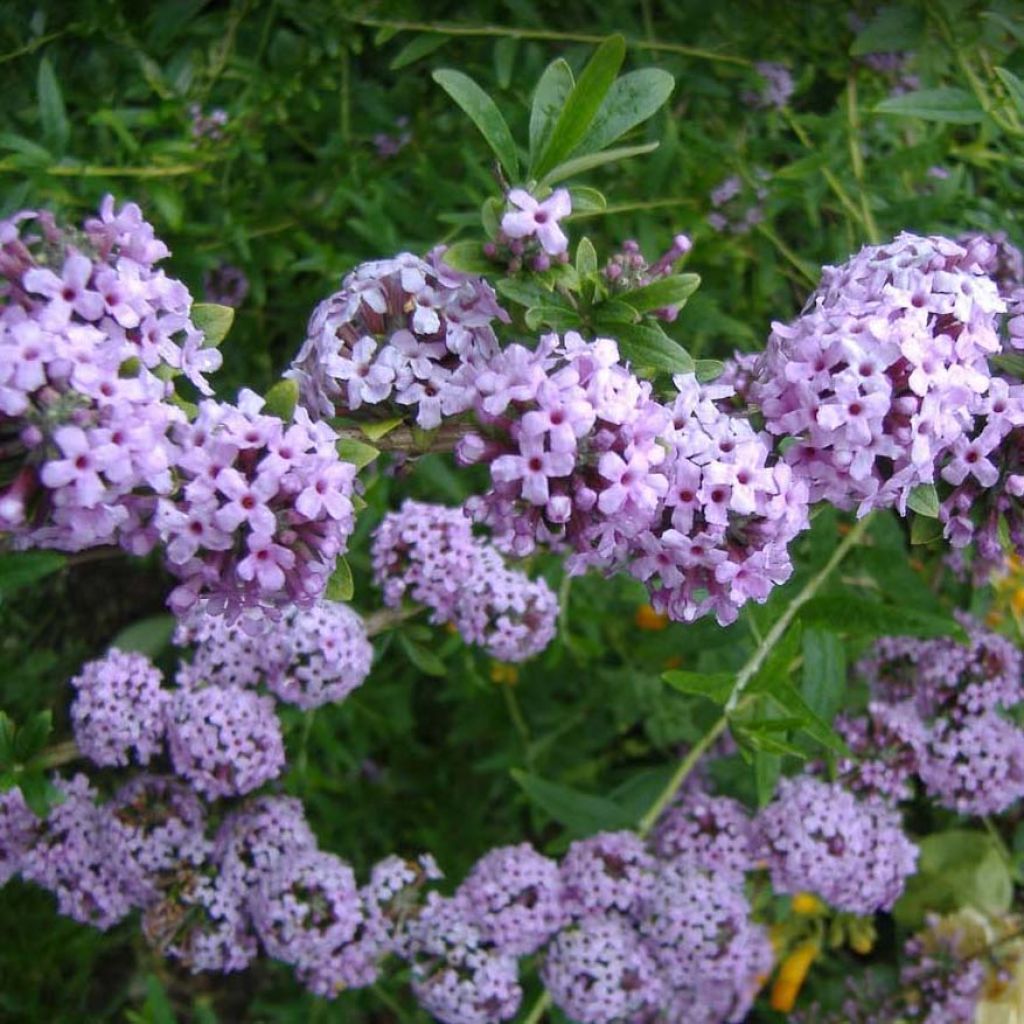 Buddleja alternifolia - Wechselblättriger Sommerflieder