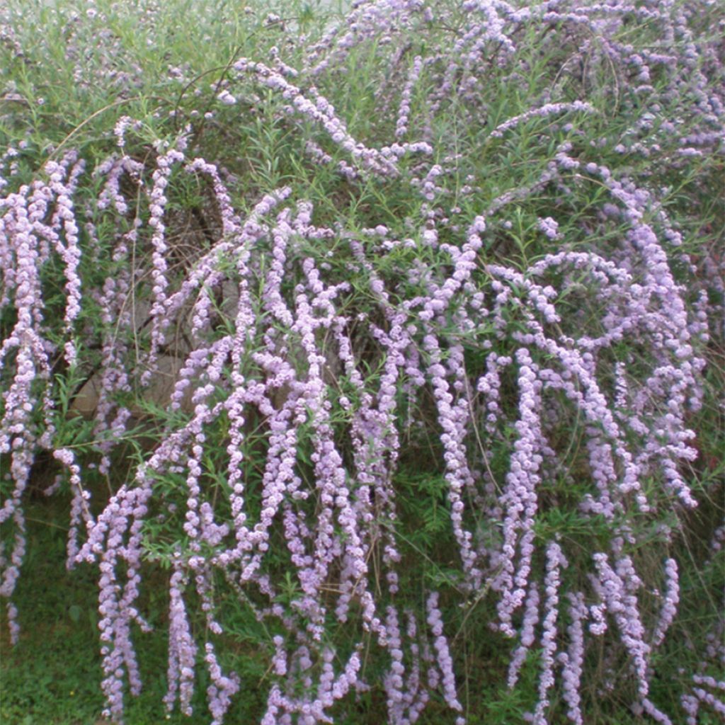 Buddleja alternifolia - Wechselblättriger Sommerflieder