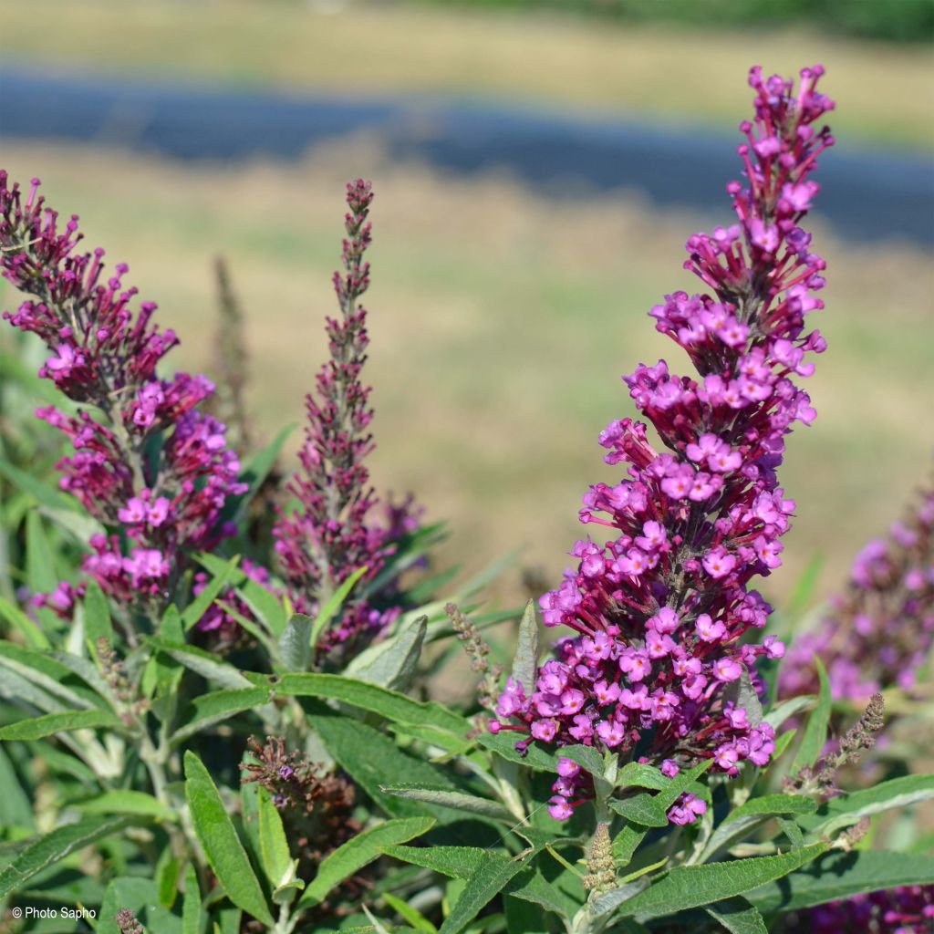 Buddleja davidii Butterfly Tower - Sommerflieder