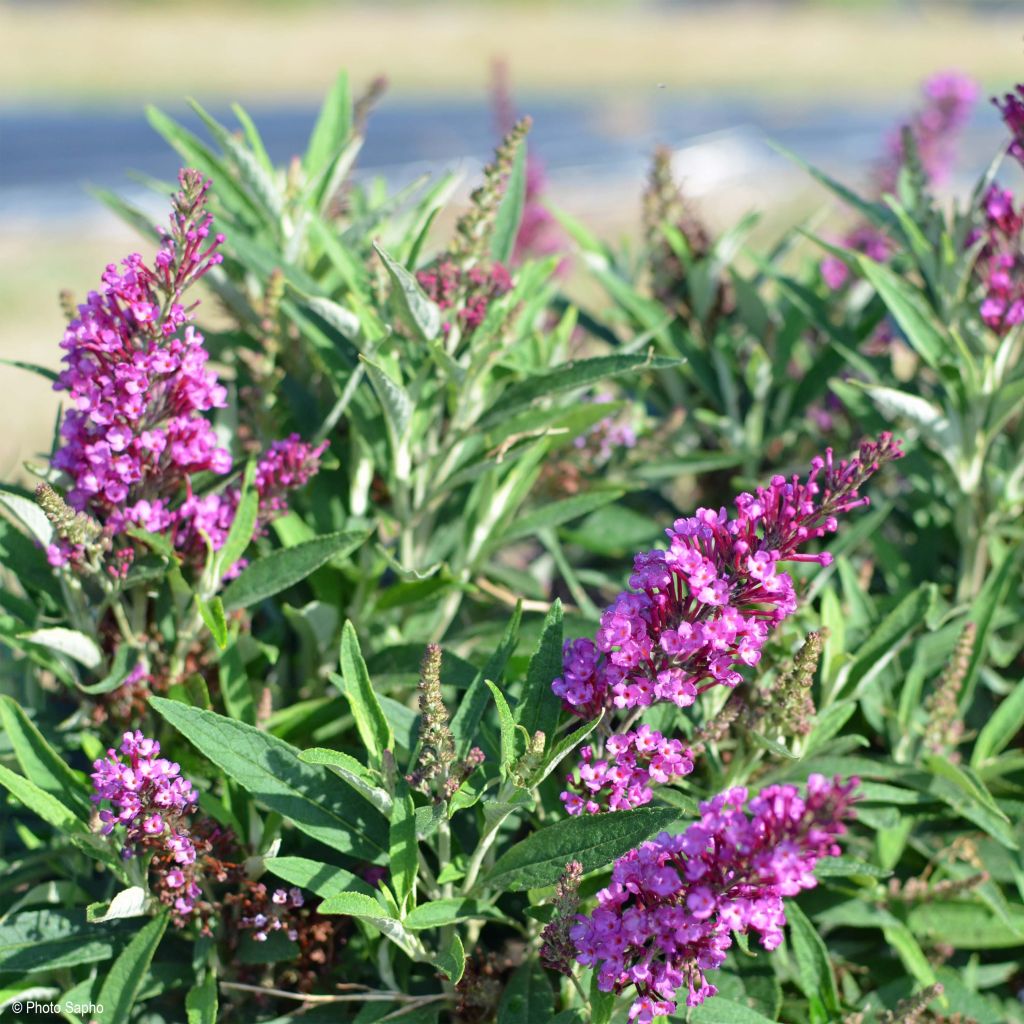 Buddleja davidii Butterfly Tower - Sommerflieder