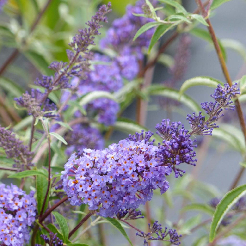 Buddleja davidii Nanho Blue - Sommerflieder