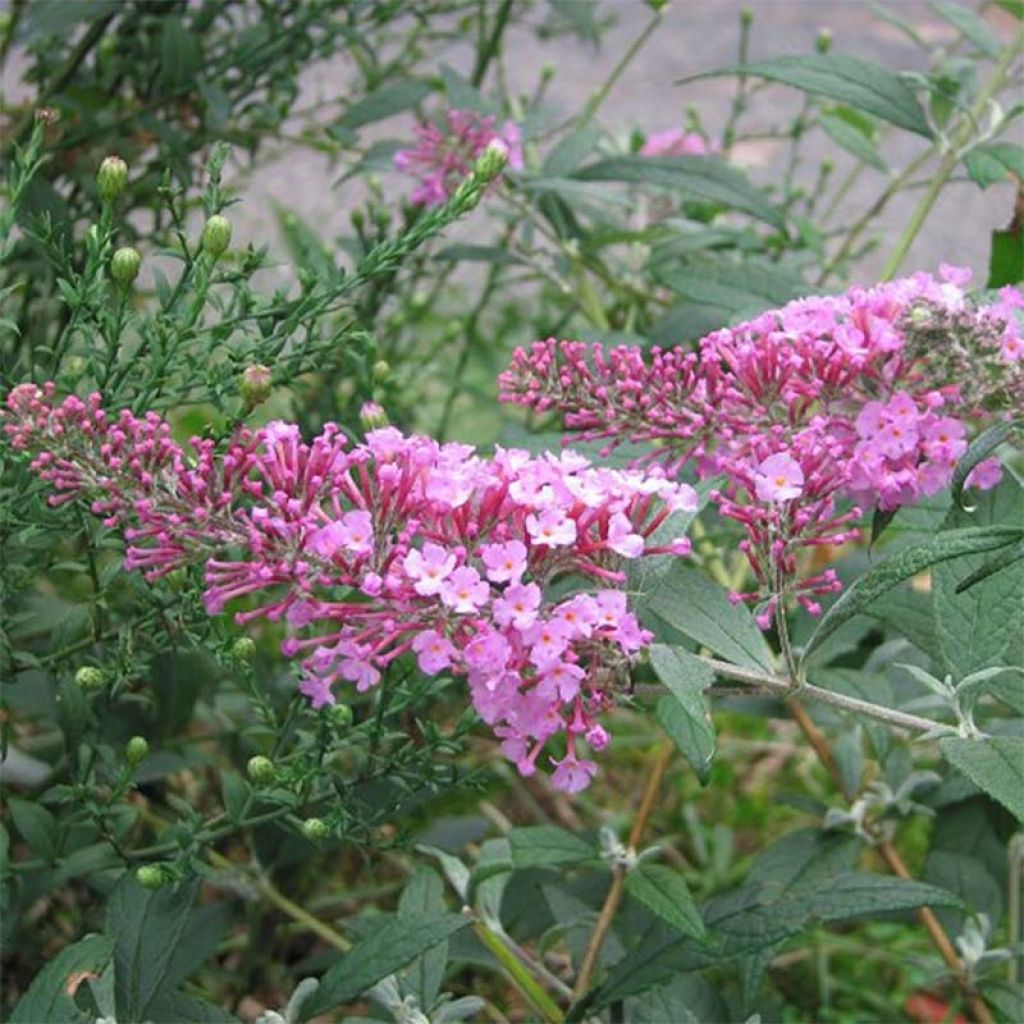 Buddleia davidii Pink Delight - Arbre aux papillons à fleurs rose vif