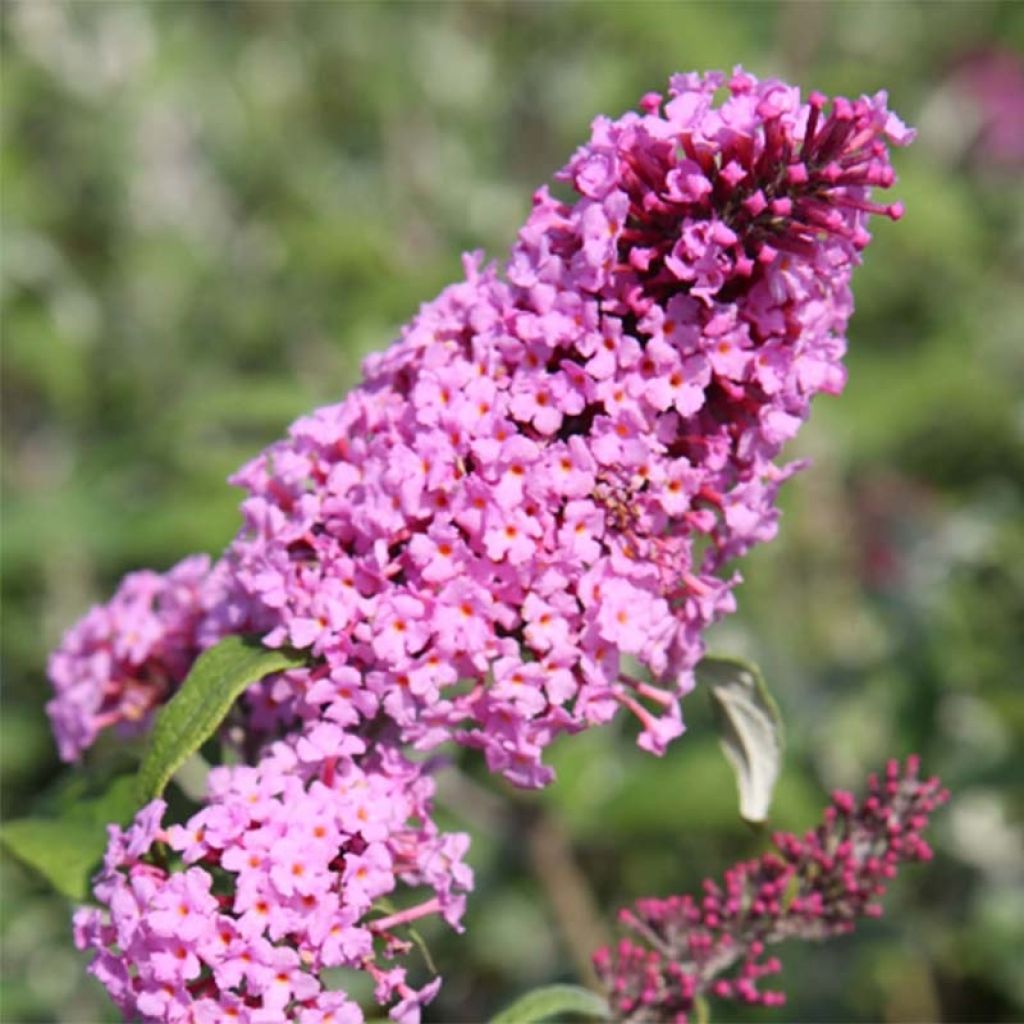 Buddleja davidii Pink Delight - Sommerflieder