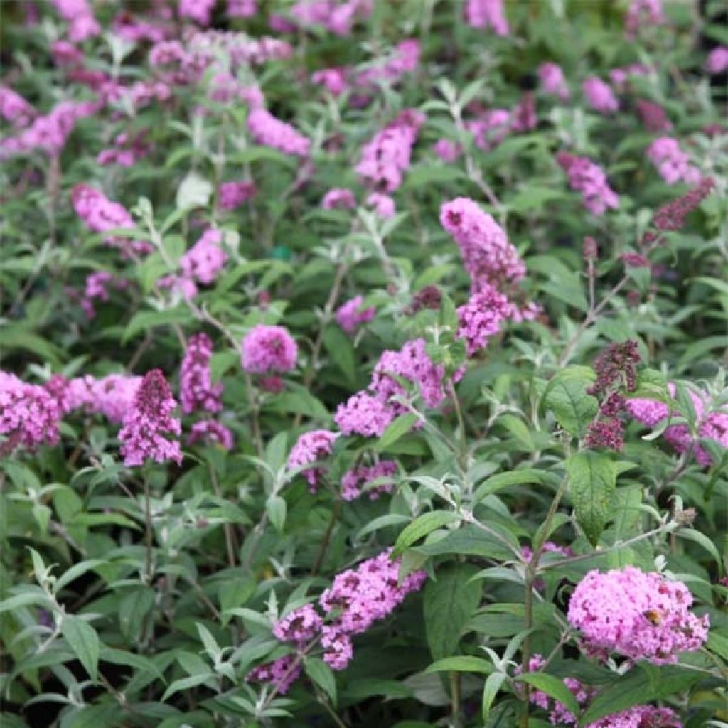 Buddleja davidii Pink Delight - Sommerflieder