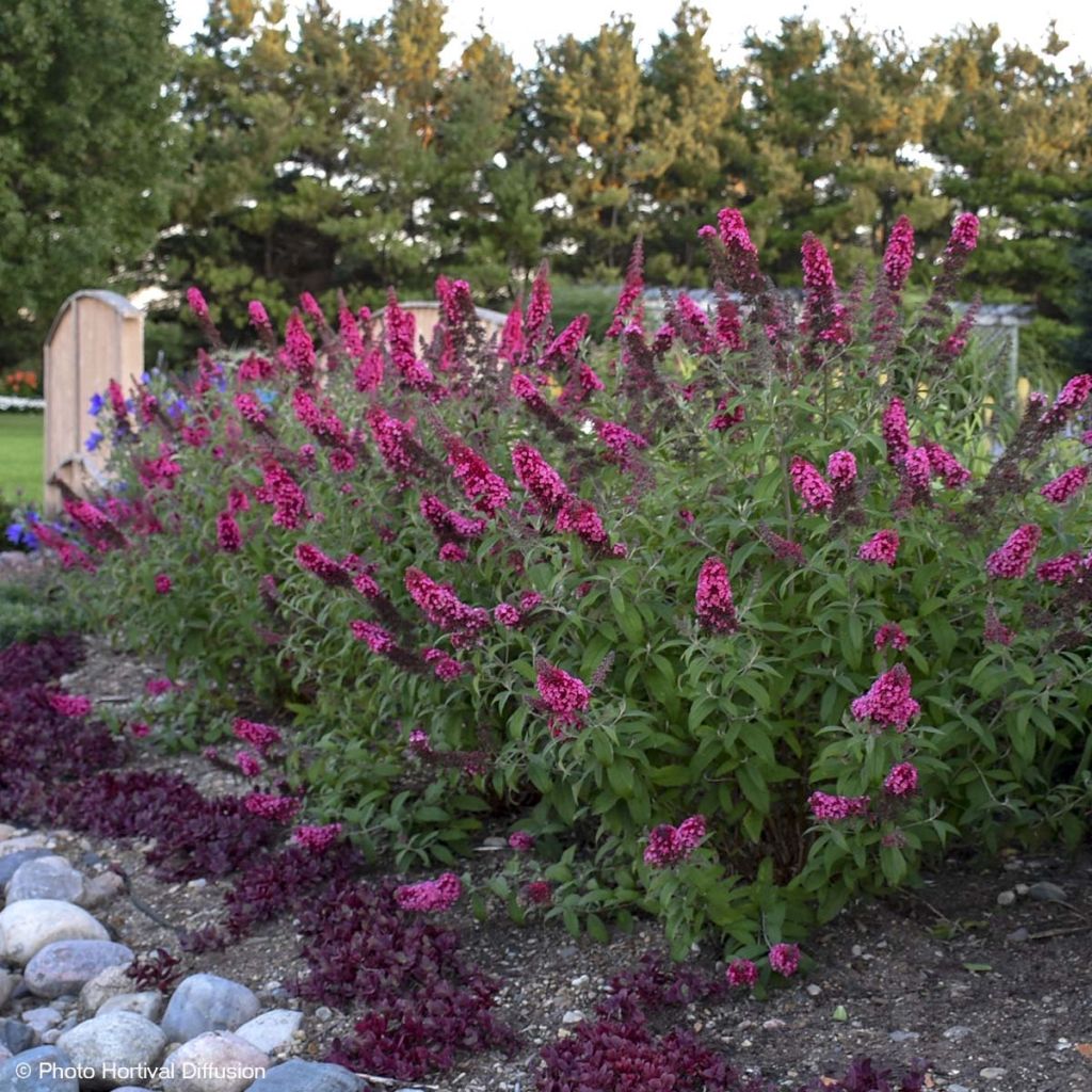 Buddleja davidii Prince Charming - Sommerflieder