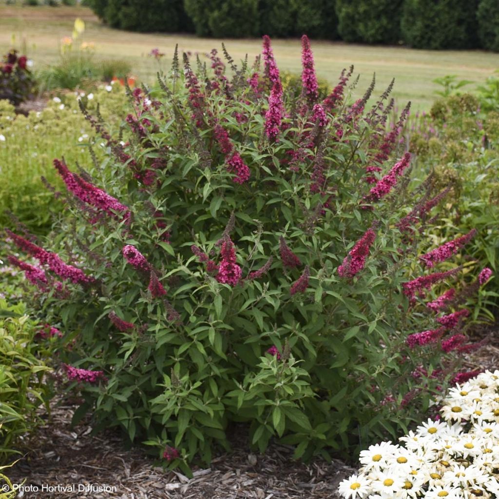 Buddleja davidii Prince Charming - Sommerflieder