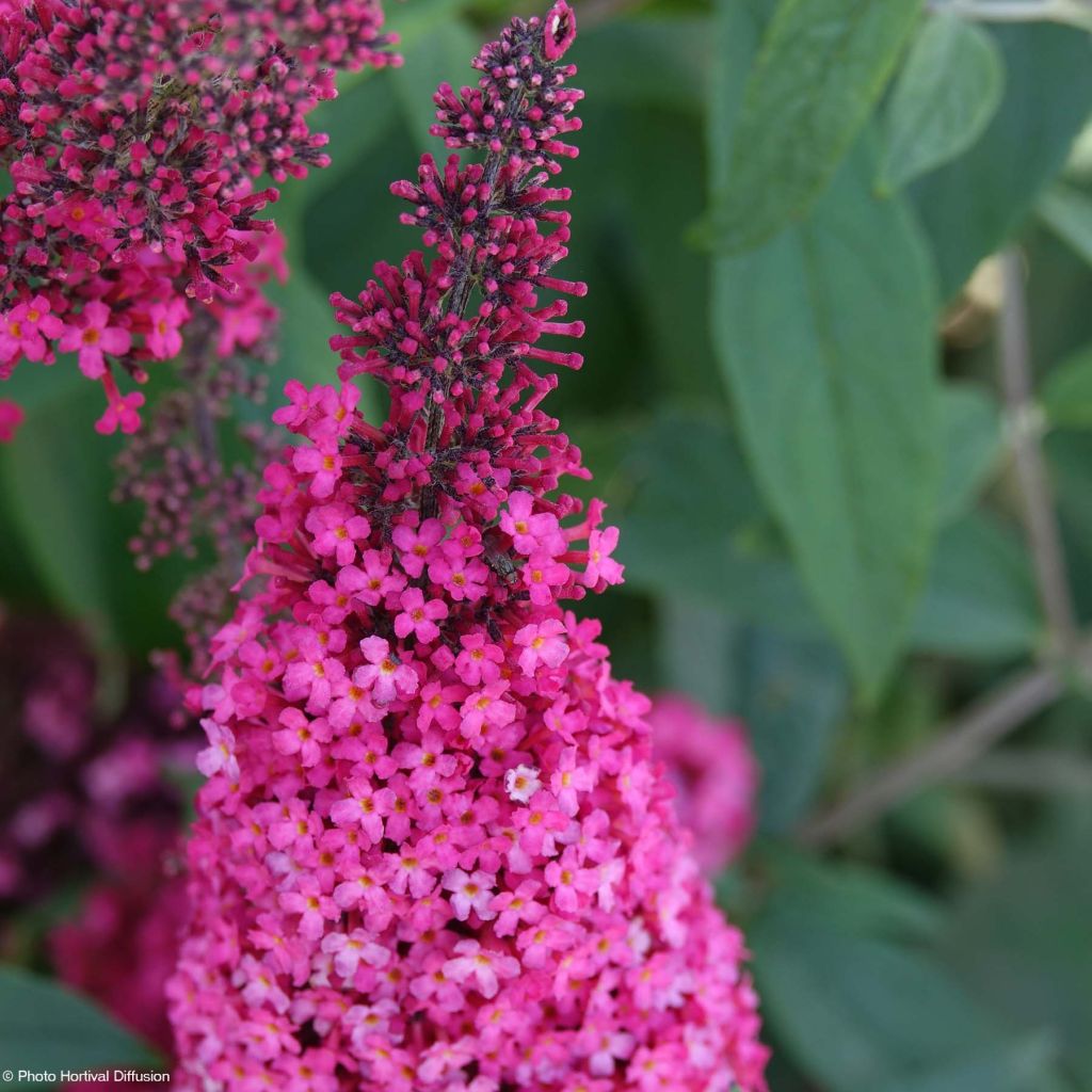 Buddleja davidii Prince Charming - Sommerflieder