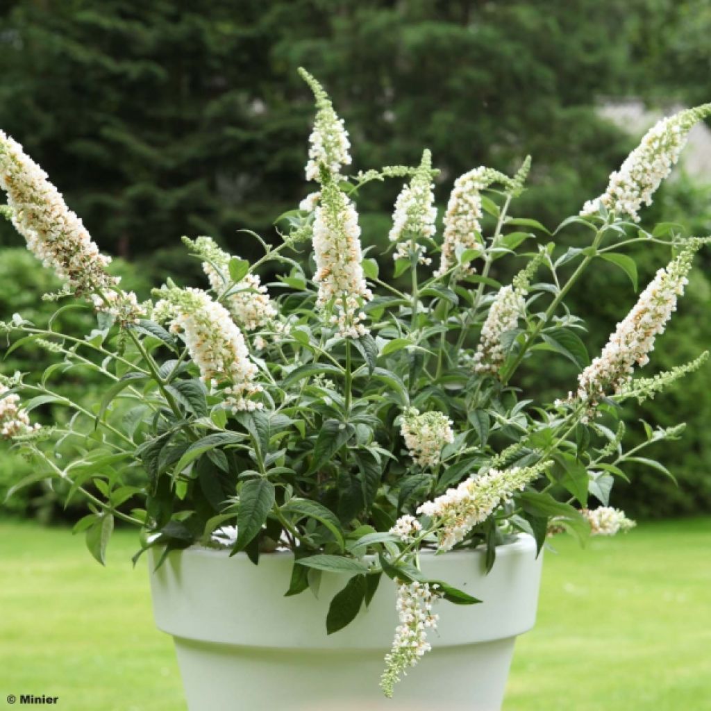 Buddleja White Chip - Sommerflieder