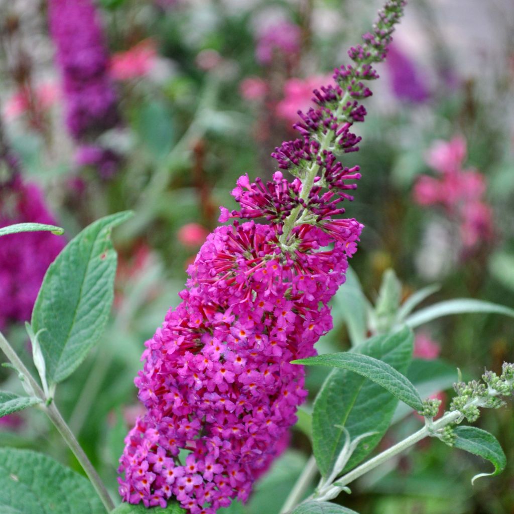 Buddleja Miss Ruby - Sommerflieder