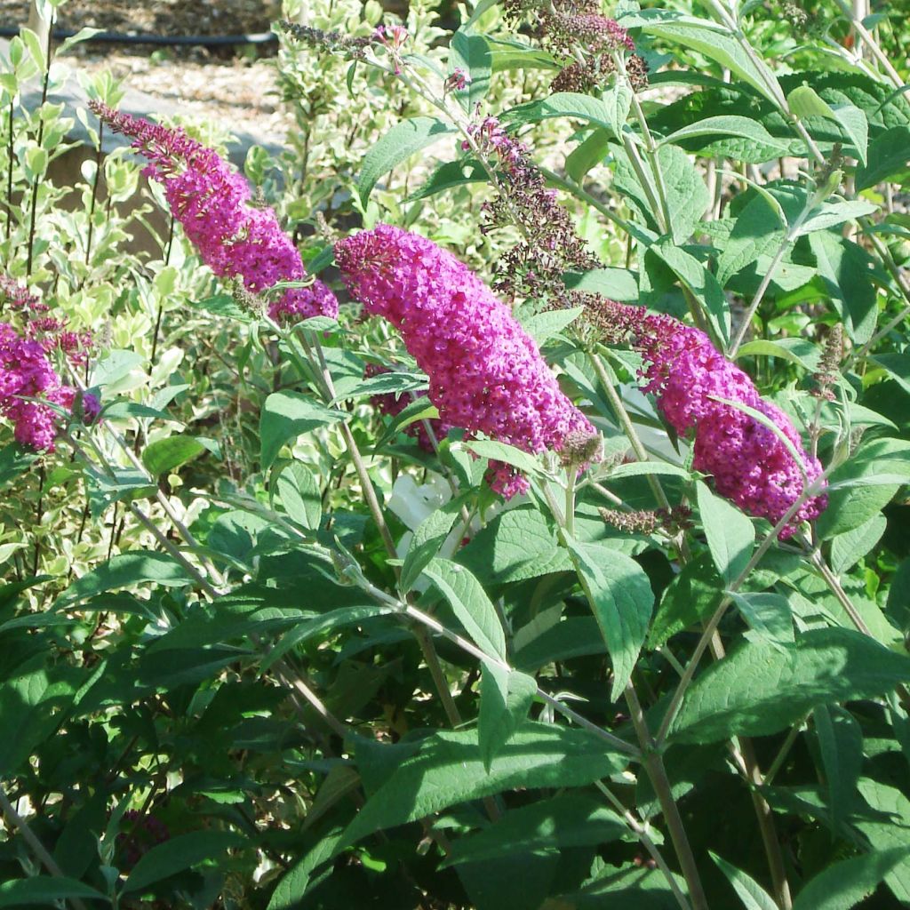 Buddleja Miss Ruby - Sommerflieder