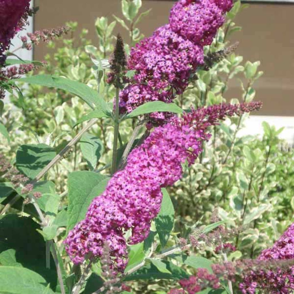 Buddleja Miss Ruby - Sommerflieder