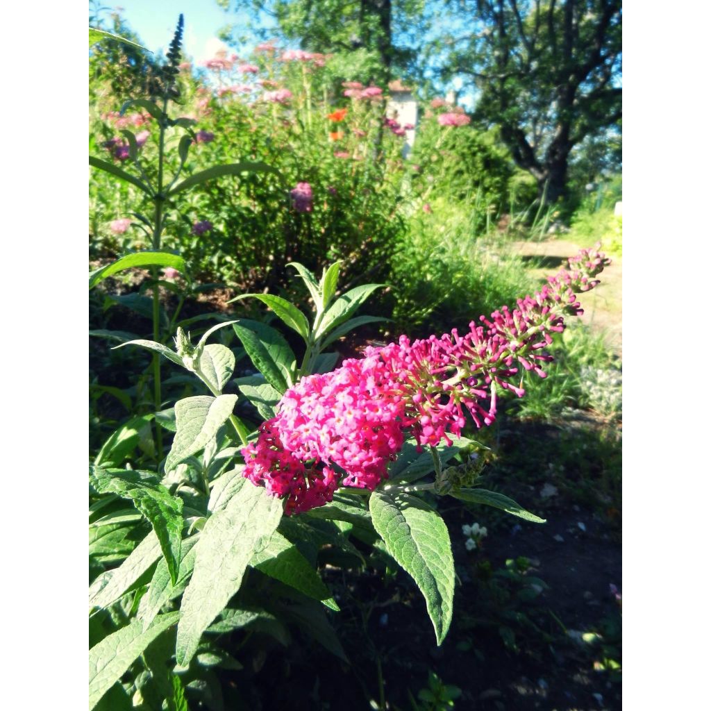 Buddleja Miss Ruby - Sommerflieder