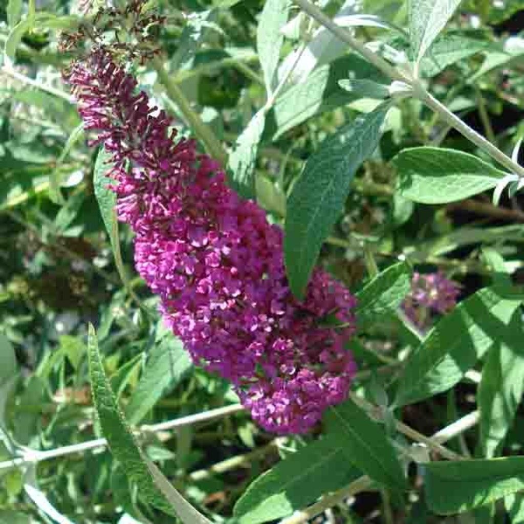 Buddleja davidii Summer Beauty - Sommerflieder