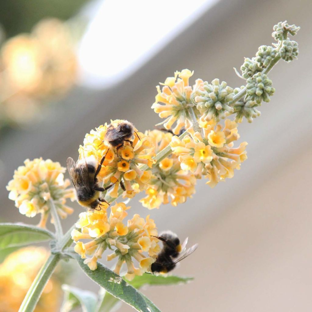 Buddleja weyeriana Sungold - Sommerflieder