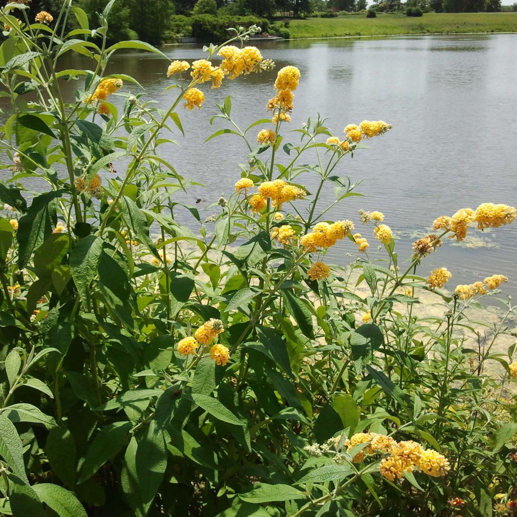 Buddleja weyeriana Sungold - Sommerflieder