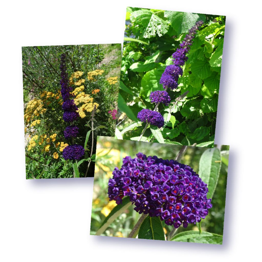 Buddleja davidii Black knight - Sommerflieder