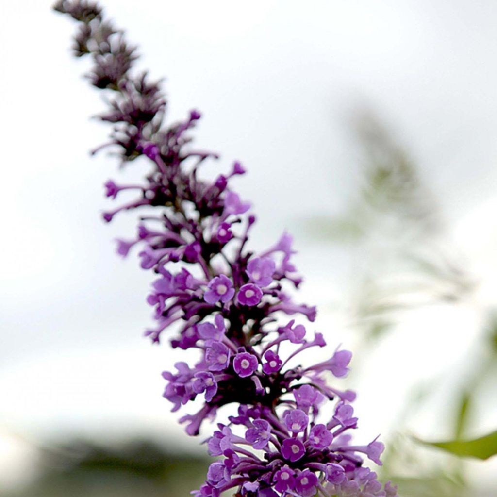 Buddleja davidii Argus Velvet - Sommerflieder